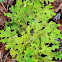 Tree lungwort lichen