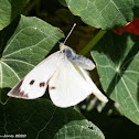 Large White