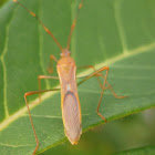 slender rice bug