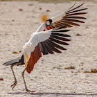 Grey crowned crane