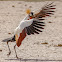 Grey crowned crane