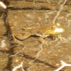 American Bullfrog