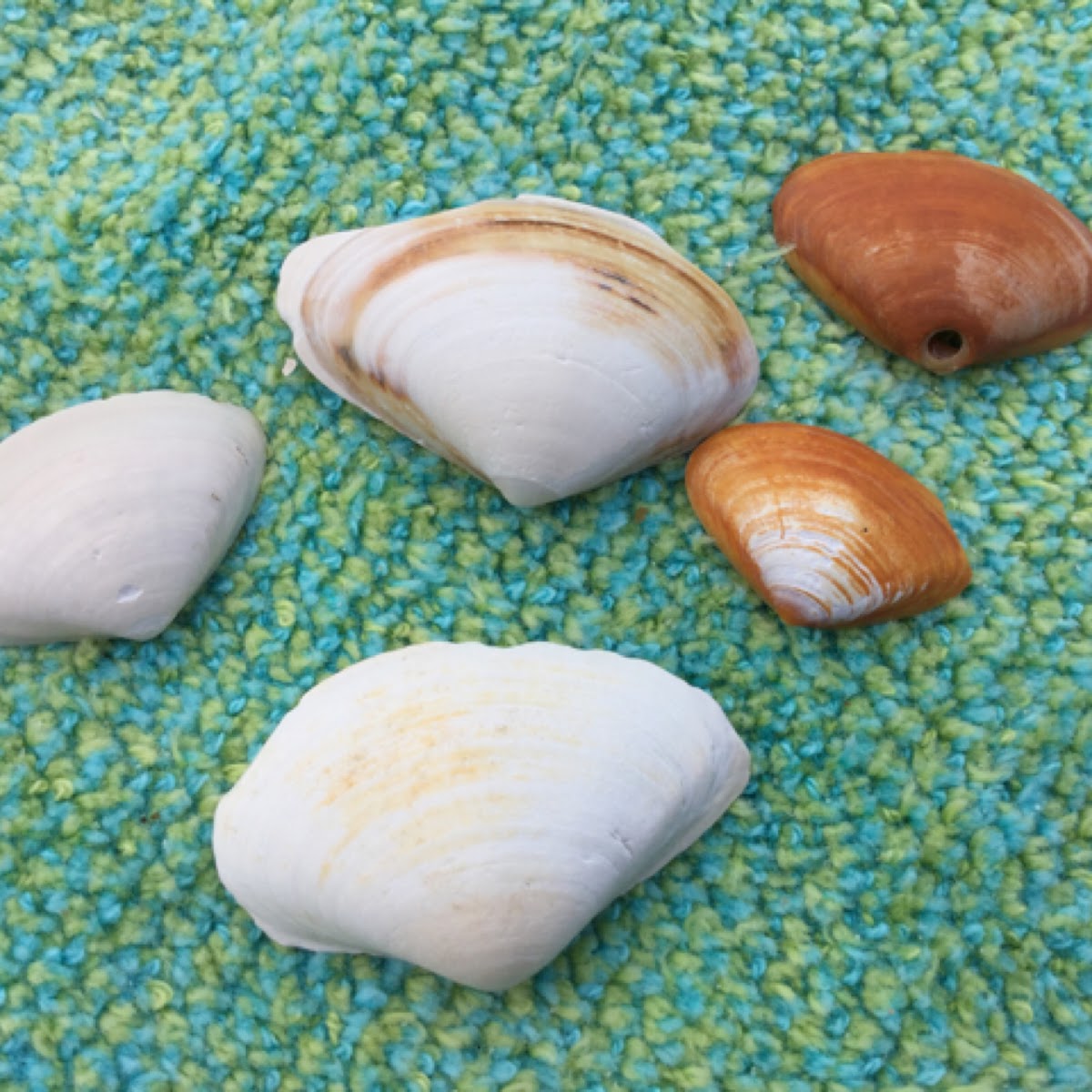 Surfclams