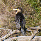 Cormorant; Cormorán Grande