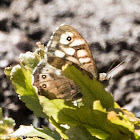 Speckled Wood