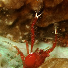 Squat Lobster