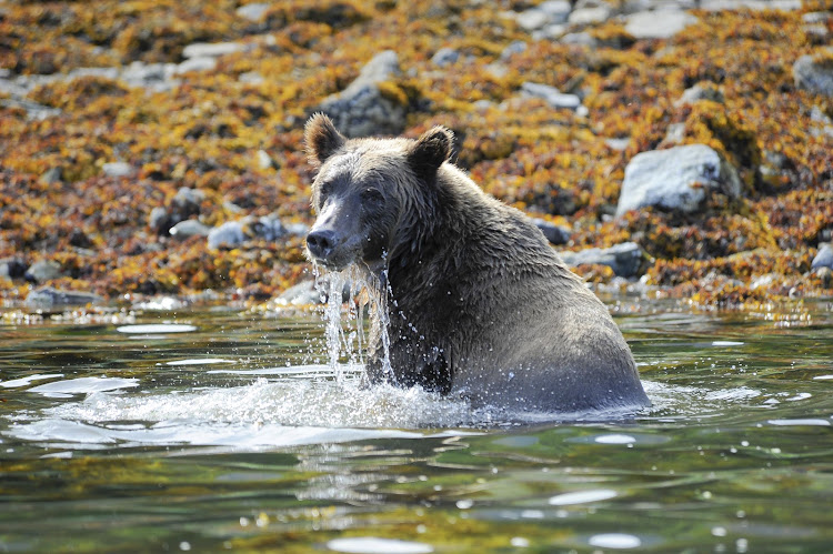 A bear, spotted on a Ponant cruise, takes a dip on a warm day in Alaska's Katmai National Park.