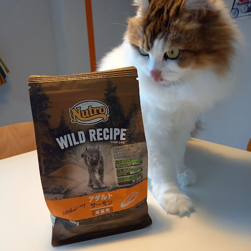 ニュートロ ワイルドレシピ アダルト サーモン 成猫用 2kg(猫