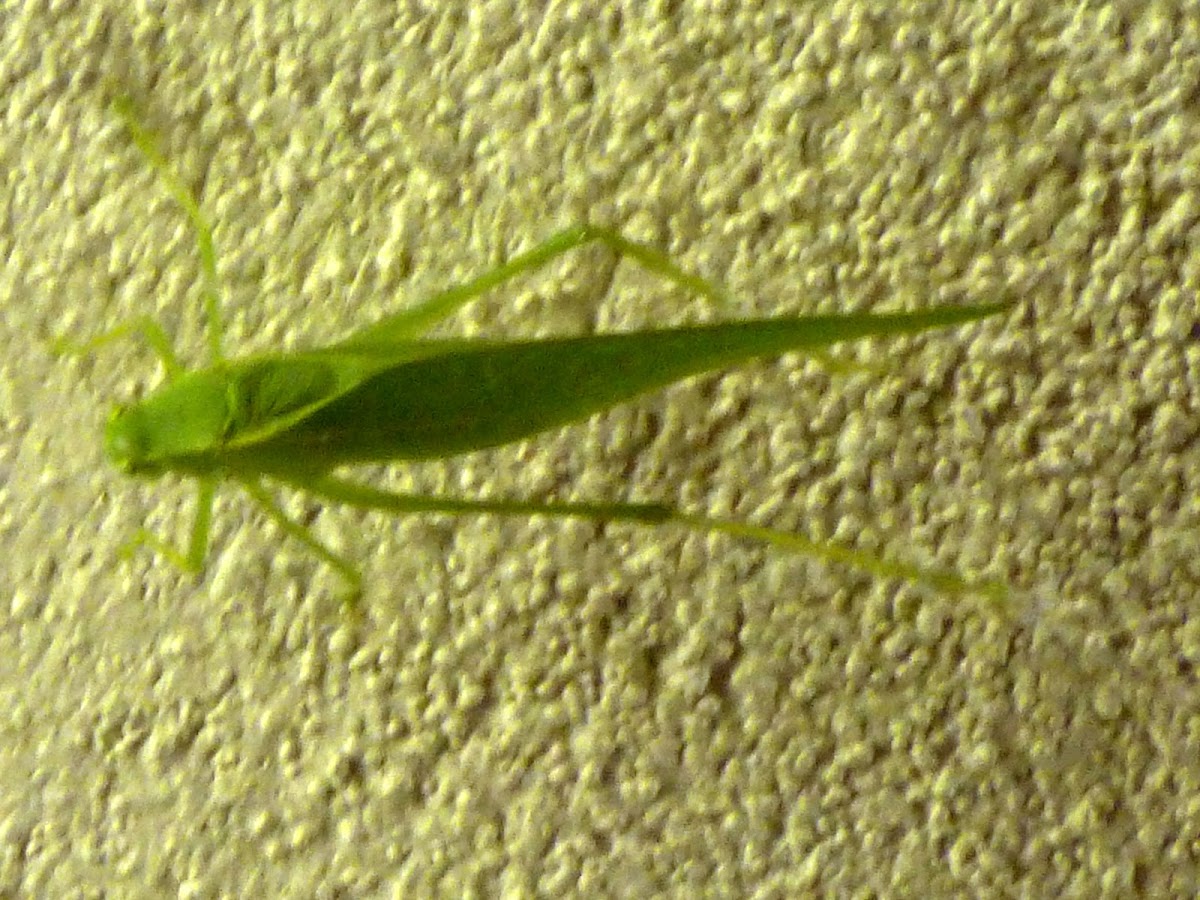 California Greater angle winged katydid