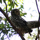 Barking Owl