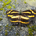 Blue-Tail Jester