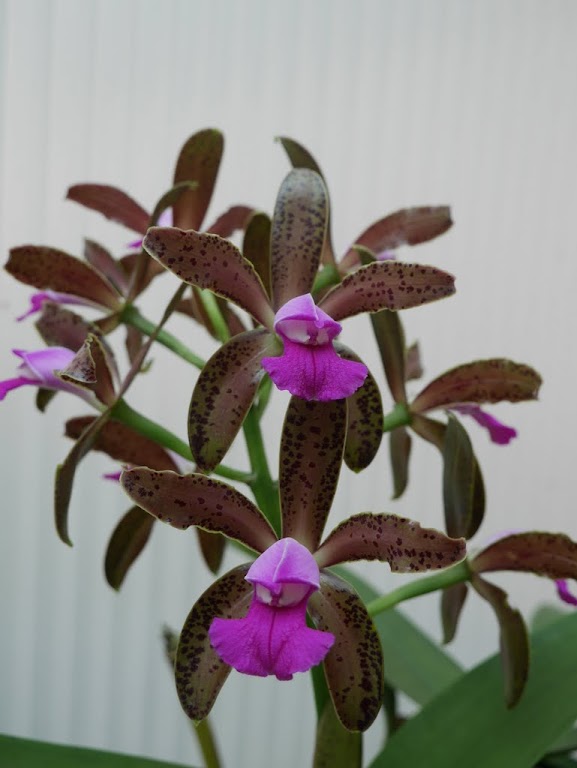 Cattleya tigrina PRjeQUikWxw_y3NPjSHq3775C-t8pmWGXNKTiQOTrPVh5SAweXKshK-ngBuw8PmR6Q0KRvPvCQO_JA=w1366-h768-no