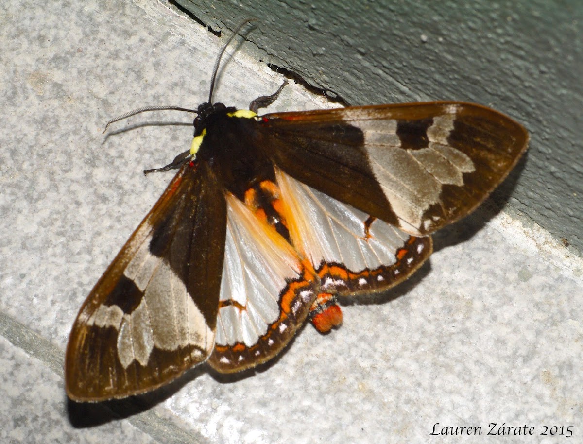 Giant Flag Moth