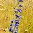 Kittitas Larkspur