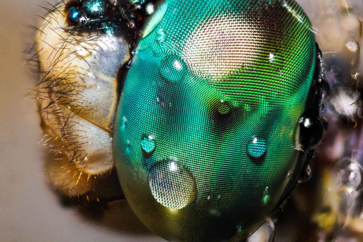 Blue Dasher