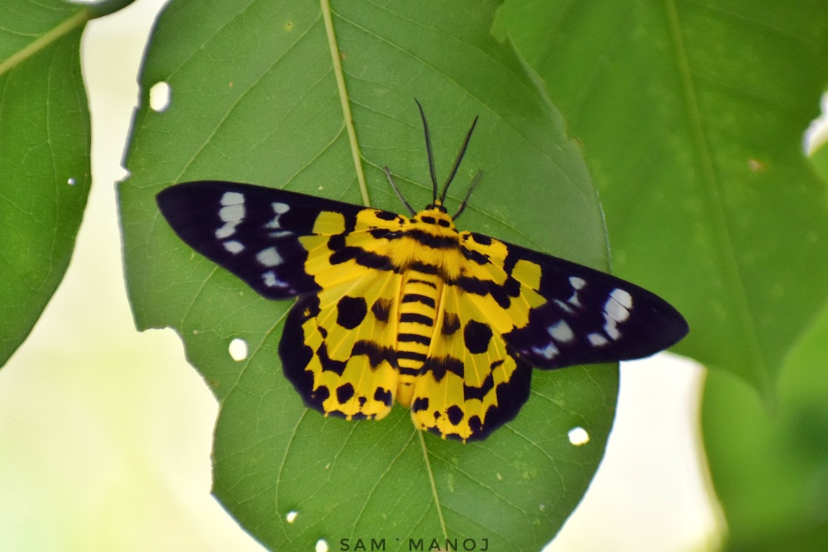 False Tiger Moth