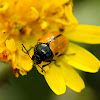 Leaf Beetle; Crisomela de cuello rugoso