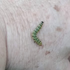 Red-headed pine sawfly