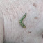 Red-headed pine sawfly