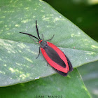 Burnet Moth