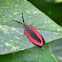 Burnet Moth