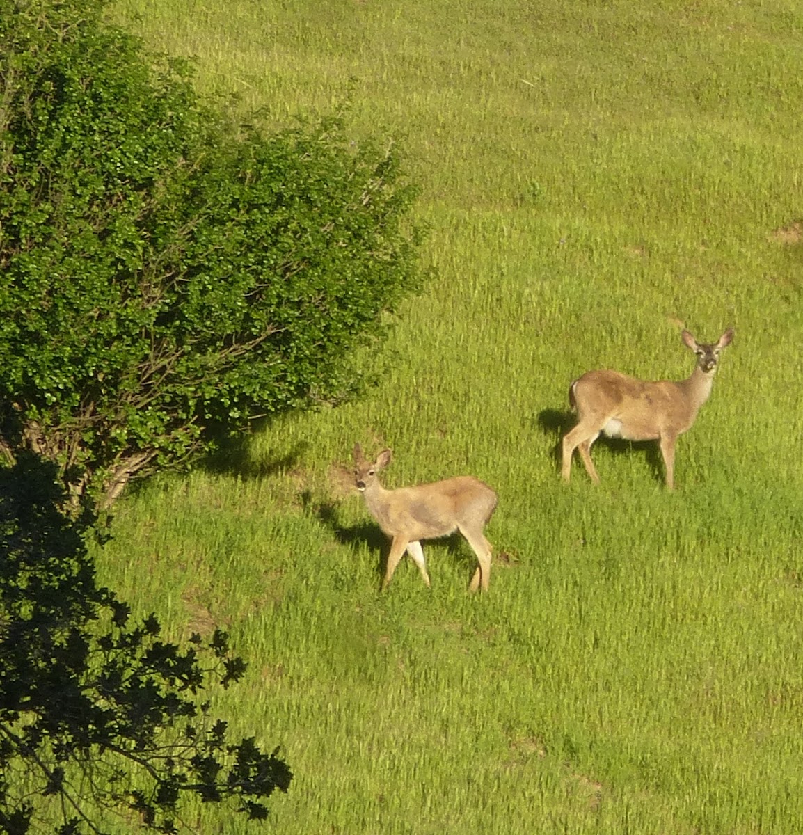 Black Tailed Deer