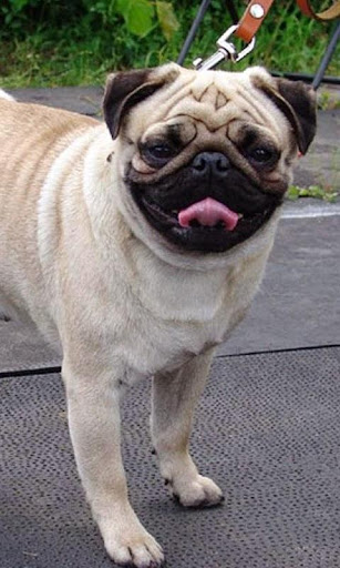 Pug HD Pictures Wallpapers