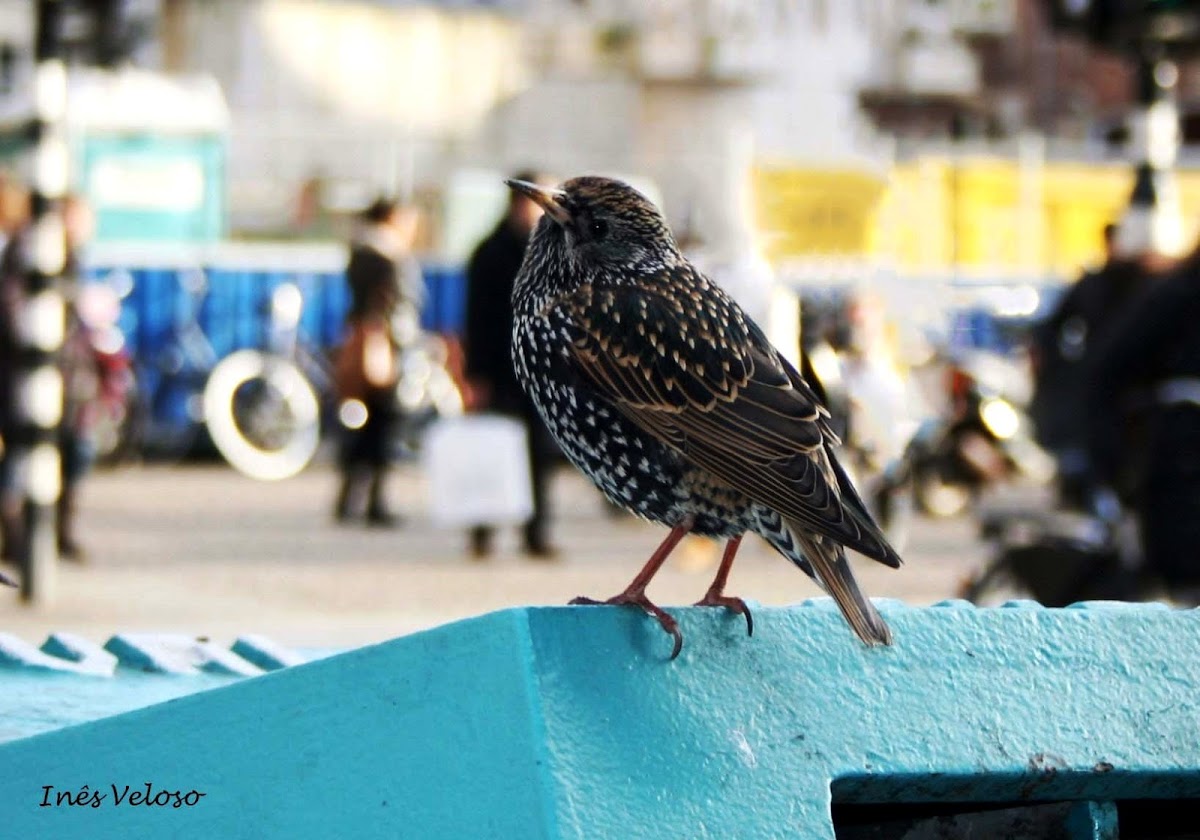 European Starling