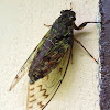 Cicada