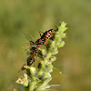 Assassin Bug