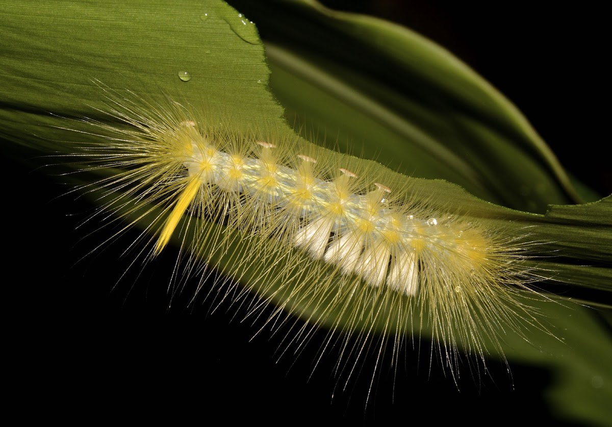 Caterpillar