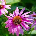 eastern purple coneflower, hedgehog coneflower, echinacea