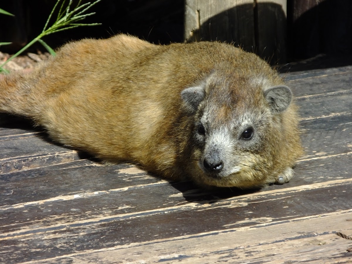 rock hyrax