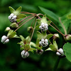 Poke Milkweed