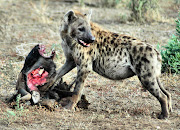 Hyena feeding on a wildebeest killed by a lion. File photo.