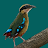 Birds of Zambia icon