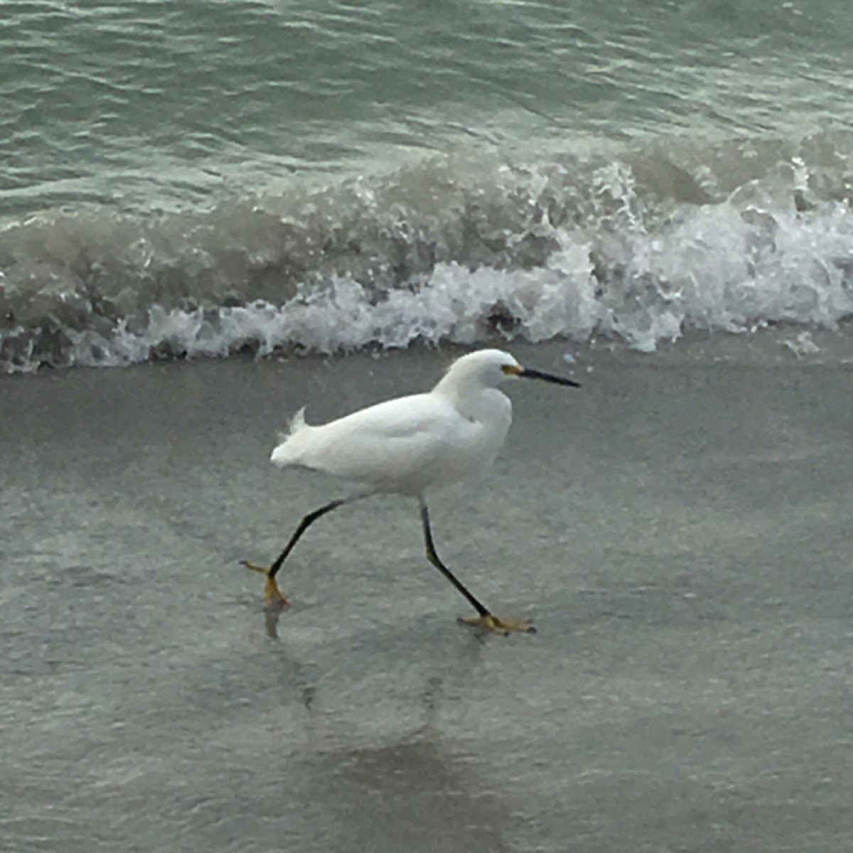 Snowy Egret