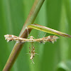 Geranium Plume Moth