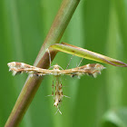 Geranium Plume Moth