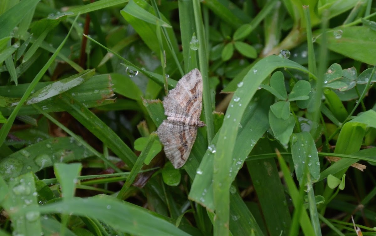 Bent-line carpet moth