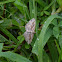 Bent-line carpet moth