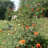 Mexican Sunflower