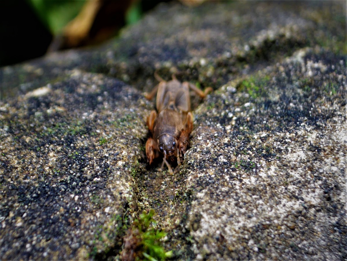 shortwinged mole cricket