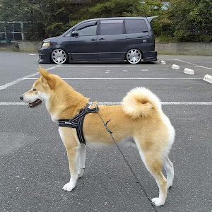 ヴォクシー