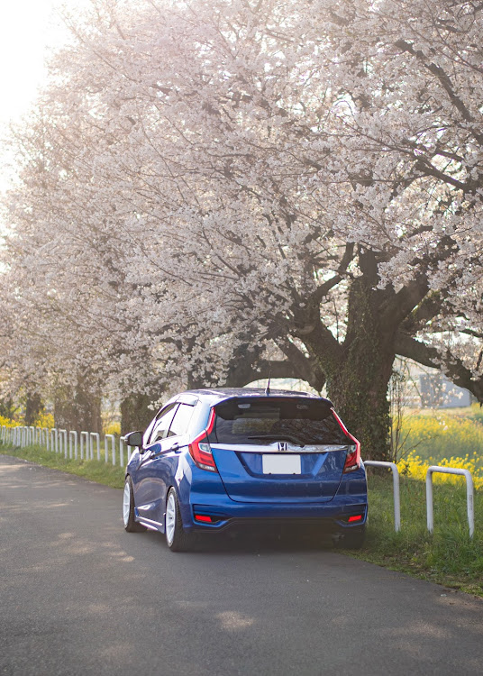 フィットのカメ活・桜コラボ・菜の花と愛車・桜と愛車に関するカスタム事例の投稿画像12枚目
