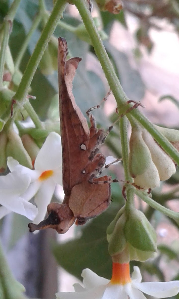 India Unicorn Boxer Mantis