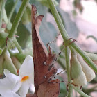 India Unicorn Boxer Mantis