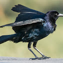 Boat tailed grackle