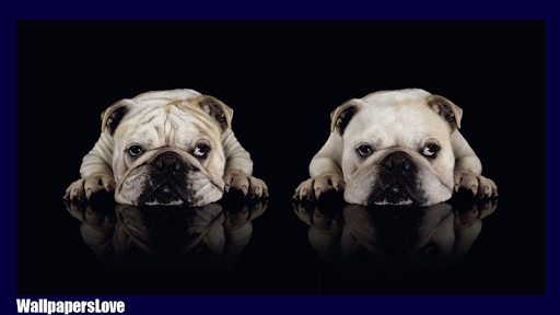 免費下載個人化APP|Bulldog Pack 2 Live Wallpaper app開箱文|APP開箱王