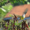 Tropical kingbird